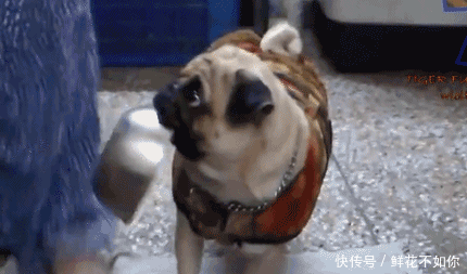 熊孩子你的屁股没事吧!