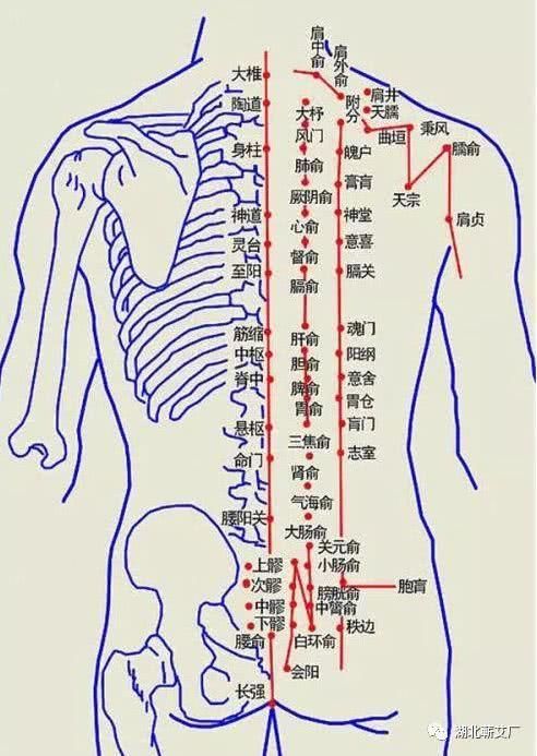 2 命门 ,3 阳关 ,4 脾俞 ,5 胃俞 ,6 三焦俞 ,7 肾俞 ,8 大肠俞