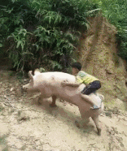 开局一头猪,装备全靠打