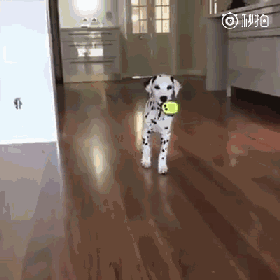 斑点狗迈着小心谨慎的步子逼近主人气氛沉重得可以砸开核桃