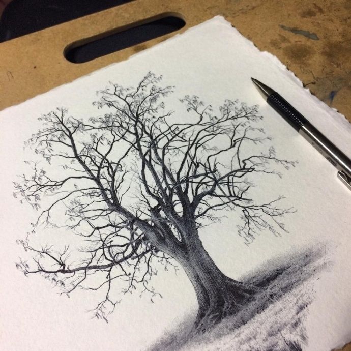 用素描画树,比画人物要难得多!可以试试