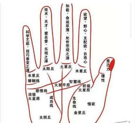 手掌比较厚实的人,不愁钱