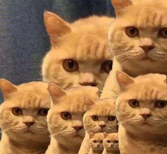 十个橘猫九个胖,还有一个压塌炕"朕生气了,要小鱼干才能好"