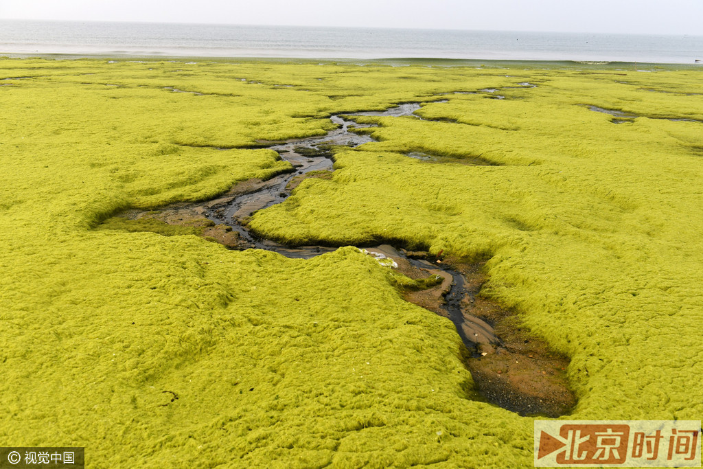 暴雨后浒苔随浪逐流 形成绿色海岸画意奇观