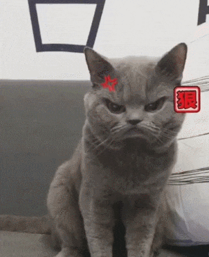 这只猫抖音看多了