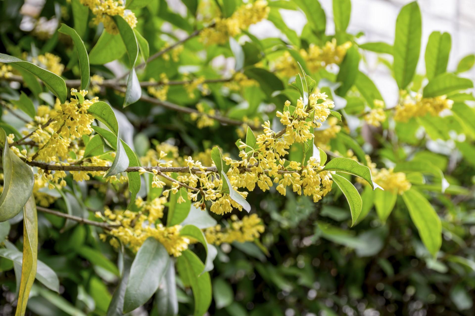 桂花茶