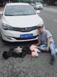 搞笑gif:见过碰瓷的,没有见过组队拉着一群狗碰瓷的.