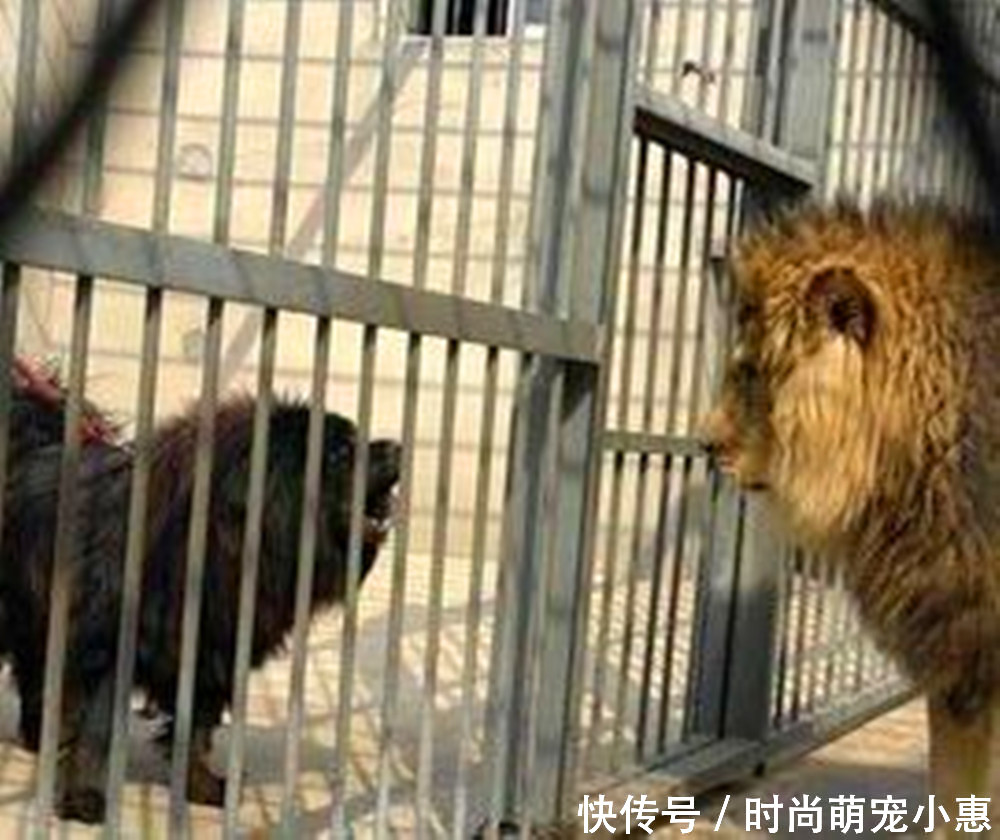 藏獒对战狮子,狮子被吓到不敢出声,藏獒是要逆袭啊