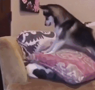 奶牛猫白天睡懒觉,二哈不开心了:快起床,答应今天陪我