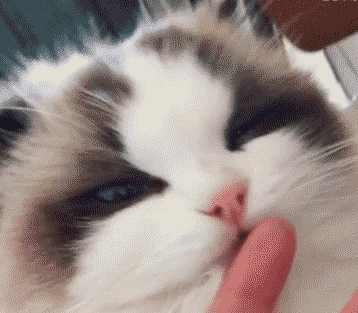 主人撕完青椒忘记洗手,布偶猫舔了一口后,表情让人哭笑不得!