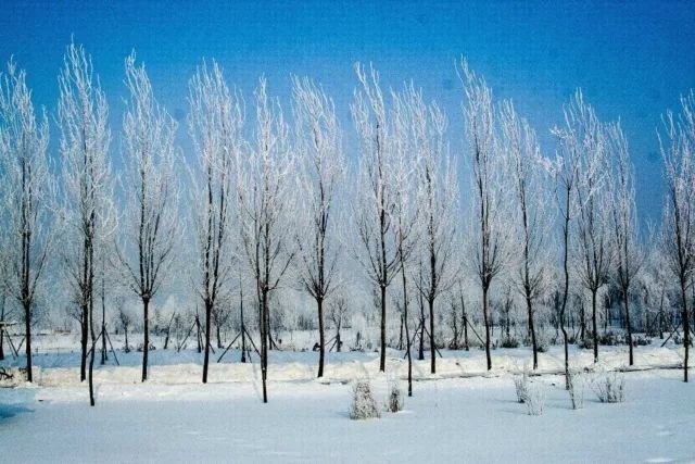 你来选:哪个大学的雪景最美?