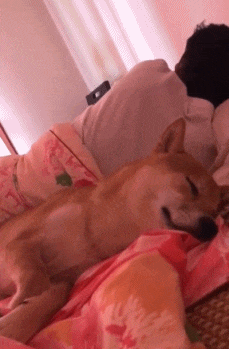 搞笑gif:妹子,你这是要上天吗