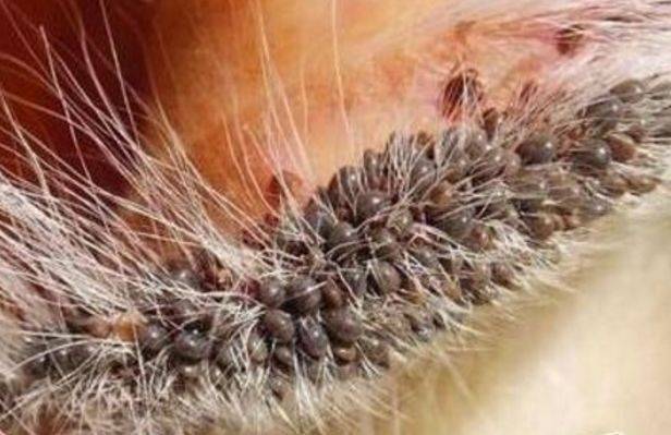 身上的蜱虫也掉了,村民们得知大爷这样给狗洗澡的真相纷纷感动不已,直