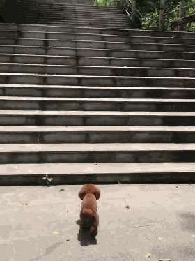 狗主人发现泰迪爬楼梯不对劲,网友看后笑喷:这是台阶太烫脚了?