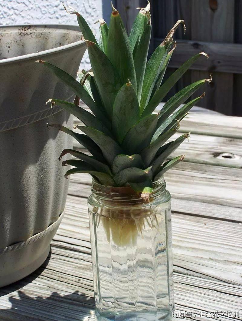 可以放置在透明的玻璃瓶中当水培盆栽,或者移植到土壤中,菠萝植株会