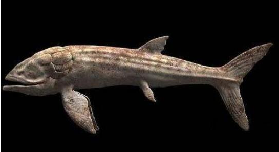 人类历史上最大的鱼类 体型超过鲸鱼