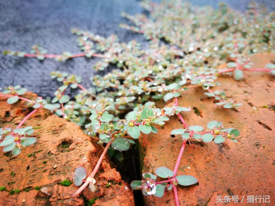 乡村一种铺地而生的草,茎如血丝,是一种乡村常用草药,您可见过