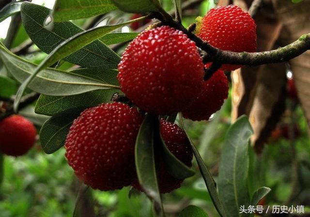 全国各省市特产水果出炉,吃过20种以上的老铁,评论区秀起来!