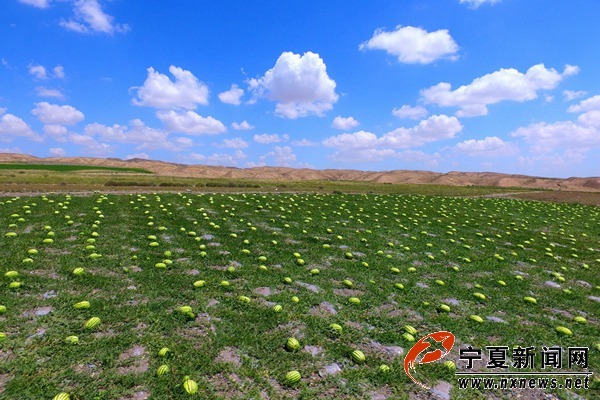 宁夏中卫100万亩"硒砂瓜"成熟壮观景象