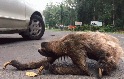 树獭过马路爬得太慢,大叔把它抱起就走,下一秒树獭笑容萌翻了