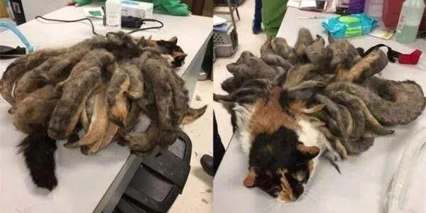 九尾猫妖?这猫绝对要火,不p图,绝对真事