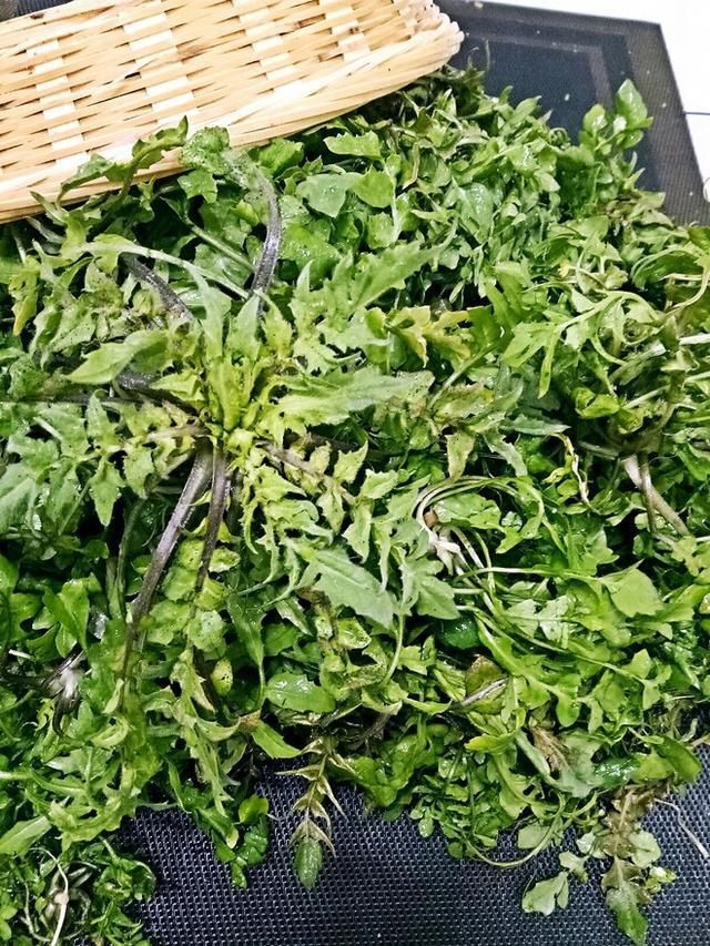 5.春天里的野味～荠菜