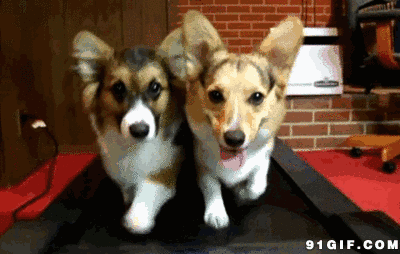 工作犬|谁说狗狗只会卖萌?