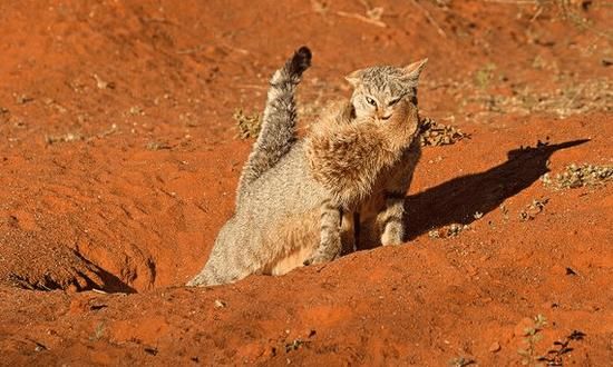 非洲野猫猎杀獴哥, 家族看着无一敢向前!