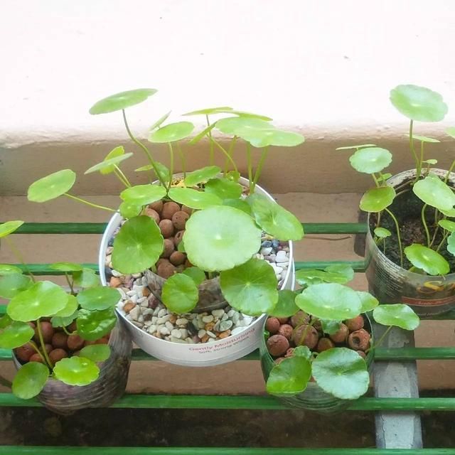 养在水里的植物能活吗,为什么