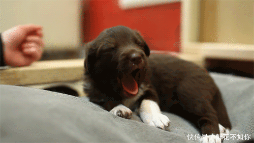 壁纸 动物 狗 狗狗 500_281 gif 动态图 动图