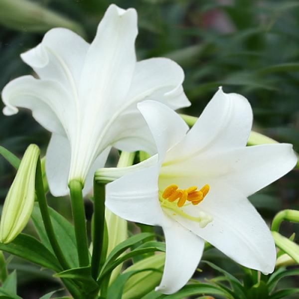七绝《咏百合花》三首