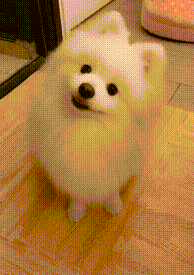 06 小博美:铲屎的你在说什么呢?是不是又偷偷夸我漂亮?