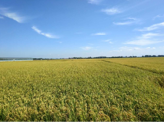 这里是吉林市东福米业的水稻种植基地,水稻正值黄熟期,5000多公顷稻田