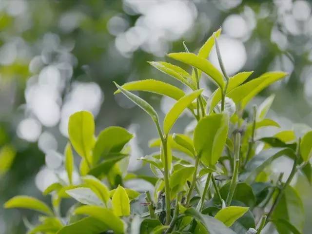 云青古树红茶选用云南凤庆野生古树最细嫩的头春茶.