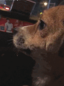 搞笑gif图:妹子走大街上都拿着神器,也是厉害了!