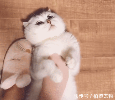 女主人用脚给猫做
