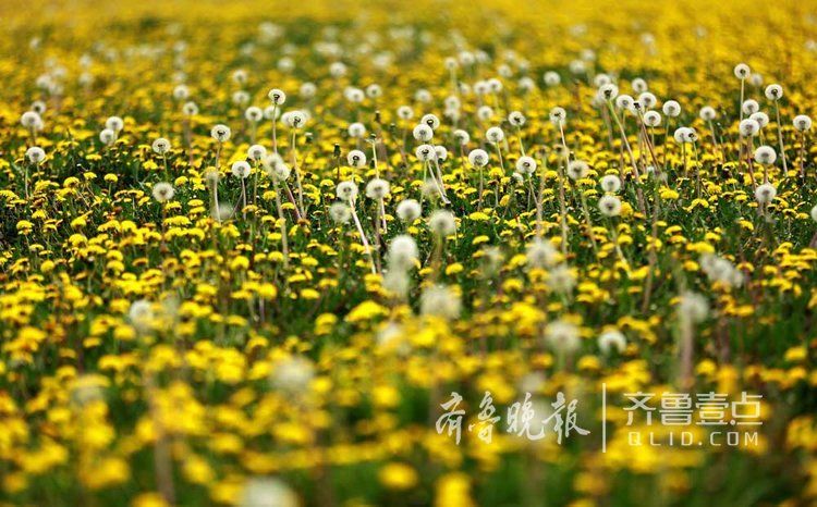 单县有一片蒲公英花海,金黄一片美人醉