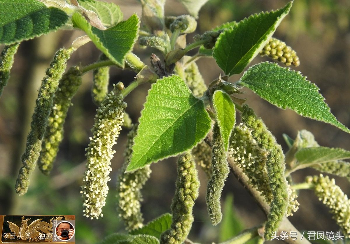 湖北宜昌:乡村,构树开花,雄花像毛毛虫,可油炸或清蒸