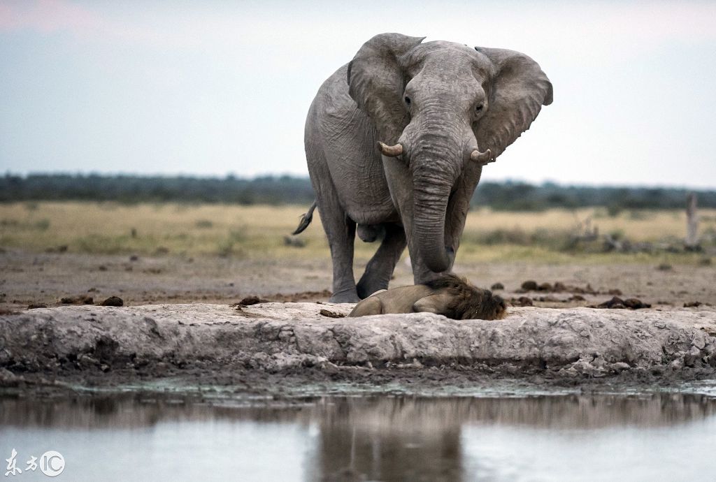 摄影师拍摄惊险一幕,狮子闷头喝水,大象偷袭踩脑袋