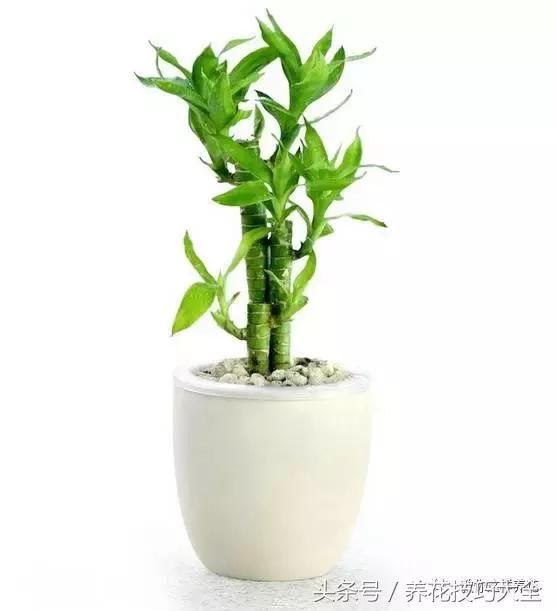 而且只要有水就能养活,另外竹子有竹报平安等美好寓意,造型也越来越