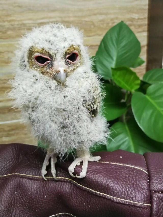 看稀奇!小猫头鹰竟然这么萌