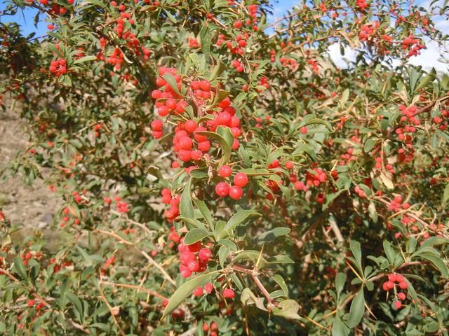 红红火火酸酸甜甜-新疆南疆的野生刺黄连果