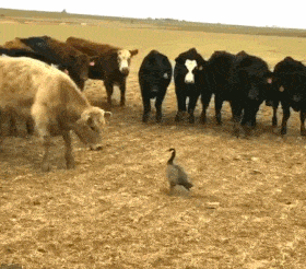 搞笑gif:儿砸,你动手打女同学了?