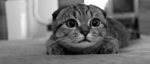 搞笑gif图片:猫咪你的耳朵,是不是被狗咬了