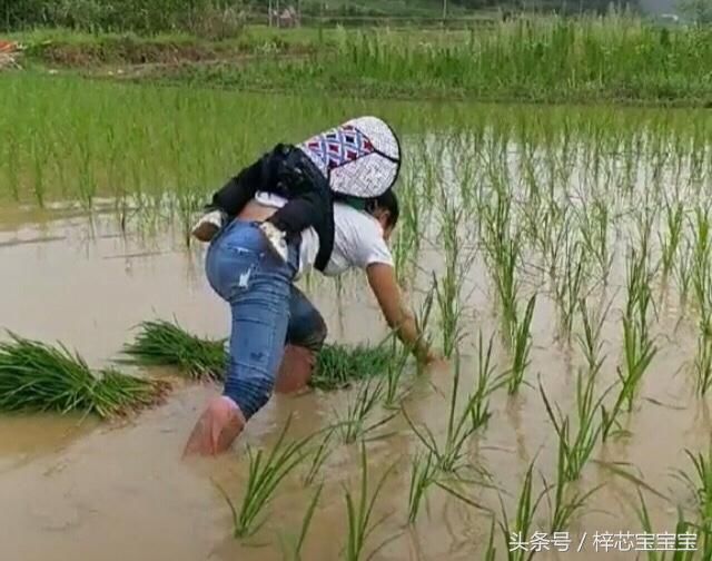 实拍背着孩子插秧的妈妈,很好的验证了"为母则强"这句