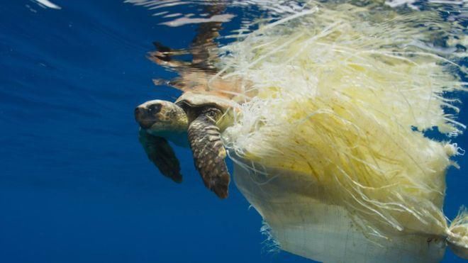触目惊心的塑料污染2,看它们如何杀死我们的海洋生物,鱼和鸟?