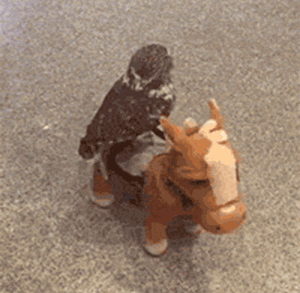 动物 人的终身,能够有所作为的机遇只需一次,那就是现 .