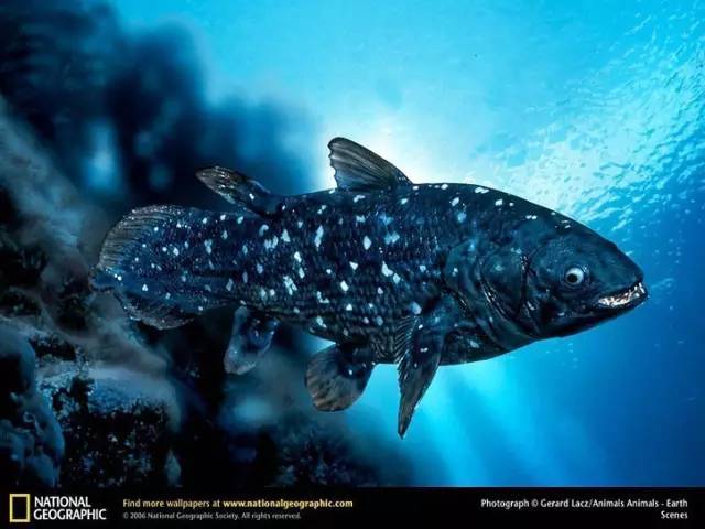 矛尾鱼 英文名:coelacanth 学名:latimeria chalumnae 界: 动物界