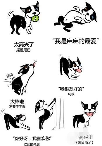 尾巴及肢体 狗摇晃尾巴,或前腿抬起只用后腿着地时,就意味着它现在