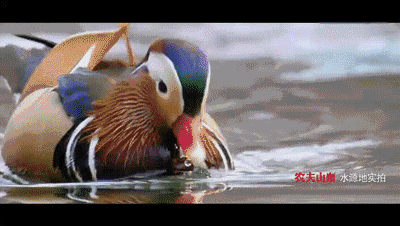 壁纸 动物 鸟 鸟类 摄影 400_226 gif 动态图 动图